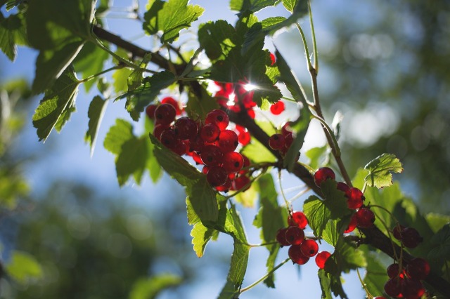 vine_berries_leaves_sun