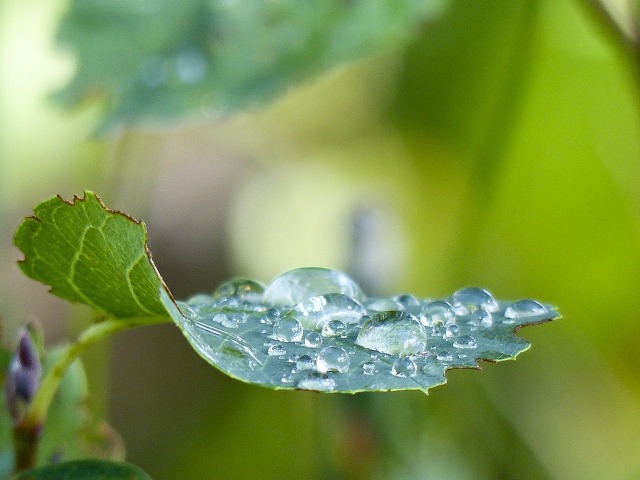 Leaf_rain