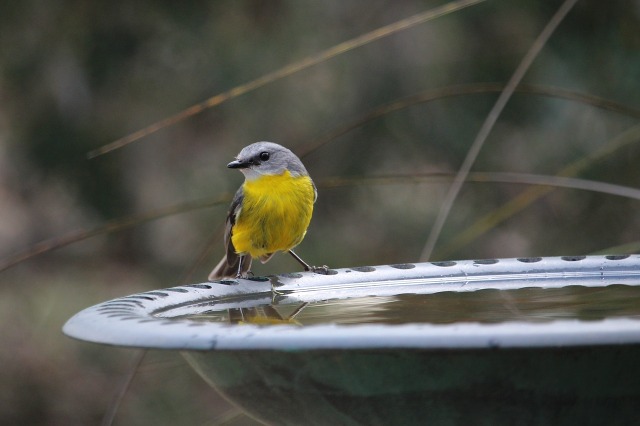 bird_birdbath