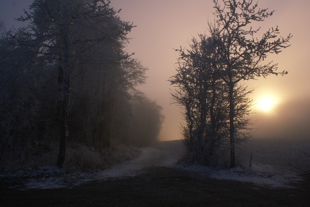 road_trees_fog